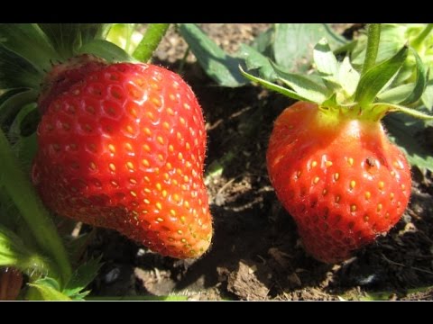 Борьба за урожай клубники Борьба за урожай клубники