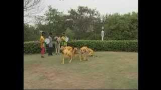 Andhra Pradesh Folk Dances PULIVESHALU AVSEQ01 cut19