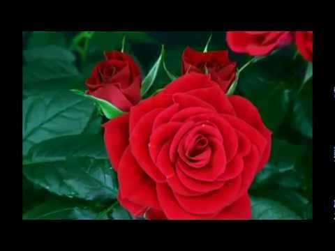 jiwan sathi timilai mero chha kasam..