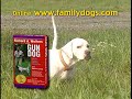 Dog video - gun dog training video