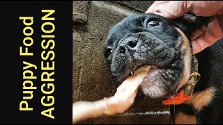 Food Aggression in Puppies - Progress Report #2