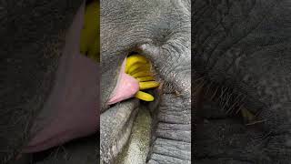 The Elephants Really Enjoy Eating Bananas. Longzhimeng Changxing Cultural Tourism Often Gathers