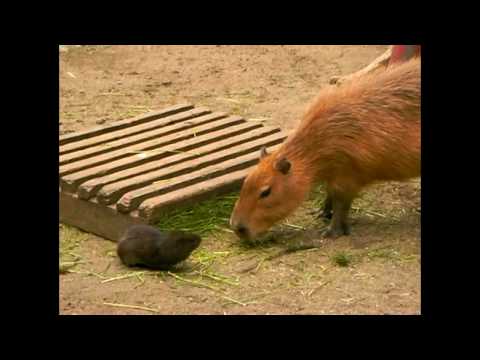 ネズミ（大） ネズミ（小） 仲良く餌を食べる（big rodent small rodent）