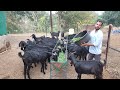 60 Goat Farming by Dilwarsing l Osmanabadi Goat l
