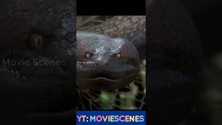 Anaconda Swallows Man