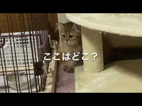 家に来た日
