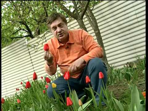 Видео как садить тюльпаны осенью Видео как садить тюльпаны осенью