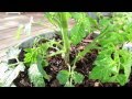 60 Seconds or Sow: Identifying Tomato Suckers for Pruning - The Rusted Garden 2013