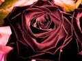 Gretel's Revenge - Dark Red Roses