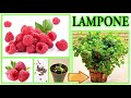 LAMPONE, da frutto a piantina a costo zero dagli scarti