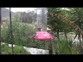 2 Hours long! Hummingbirds at Feeder! (in HD)