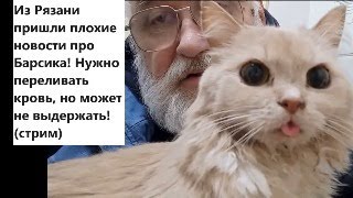 Из Рязани Пришли Плохие Новости Про Барсика! Нужно Переливать Кровь, Но Может Не Выдержать! (Стрим)