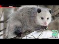 Before you spank the possum, make sure it's a possum and not a porcupine