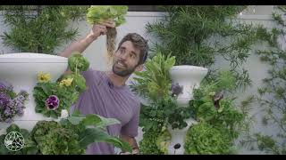 How To Harvest