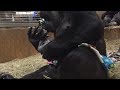 First-Time Gorilla Mom Can't Stop Showering Newborn With Kisses