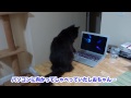 しおちゃん、パソコンを使う Theo the cat knows how to use computer?