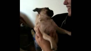 Jelly The Pug Gets Rage