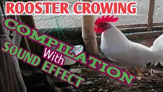 Roosters Crowling 2020With Sound Effects