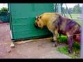 Strange animal at Edmonton Zoo - Takin Video