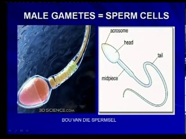 Parts of the sperm cell