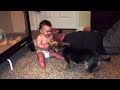 Yorkie Dog Bogey Makes Baby Hogan Belly Laugh So Cute images Yorkie Dog Bogey Makes Baby Hogan Belly Laugh So Cute