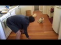 Richard the Ragdoll cat loves sliding on the floor