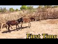 Donkey First time meeting