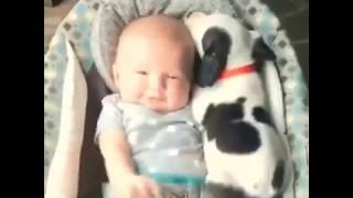 200 Funny and Cute Animals