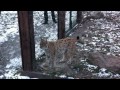 Видео Рысь в Киевском зоопарке