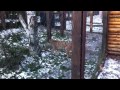 Video Рысь в Киевском зоопарке