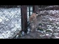 Рысь в Киевском зоопарке