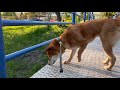 A Heroic Sunset Walk on the Bridge. Shiba inu dog breaks through fear.