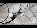 Floating Emerger mayfly fly tying instructions by Ruben Martin Floating Emerger mayfly fly tying instructions by Ruben Martin