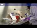 How to set up your lab for mammalian transient protein expression