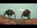 #1 Dad - True Nature (big play films)