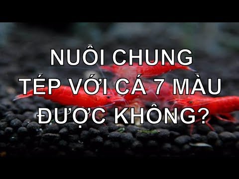 Thả tép trong thùng xốp cùng cá 7 màu và kết quả bất ngờ sau 2 tháng