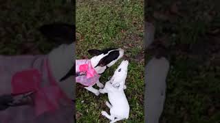 Bull Terriers Meet For First Time