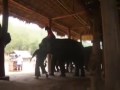 Kat Parsons' SouthEast Asia Video Postcard #1 Elephant Camp