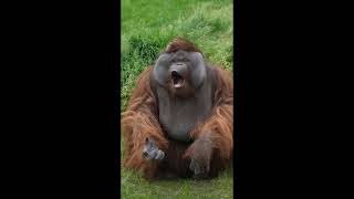 Orangutan Gestures For Food.