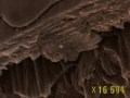 Human Hair