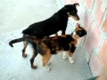 Cat and Dog Love Story - 2009