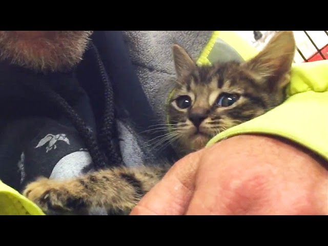 Kitten Trapped In Storm Drain Is Rescued - Video
