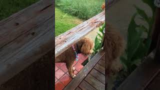 Ferdie’s Day Out Playing in the Water Hose