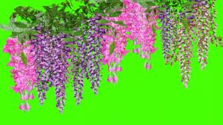 Beautiful Flowers Animated Green Screen Effects