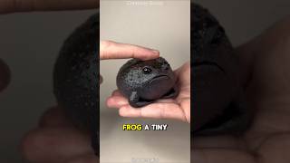 Meet The Rain Frog The Grumpiest, Squeakiest Frog Around