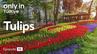 Tulips - Only In Türkiye Go Türkiye