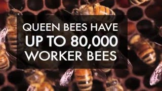 A Bee Hive Vs. The Beyhive