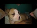 Syra ! Mi perrita ( Pitbull-American Stanford Terrier) Cruze