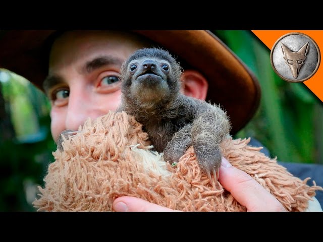 Cutest Baby Sloth EVER! - Video