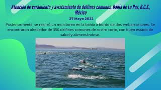 Varamiento y monitoreo de delfines comunes, Bahía de La Paz, B.C.S., México. 27 mayo 2022